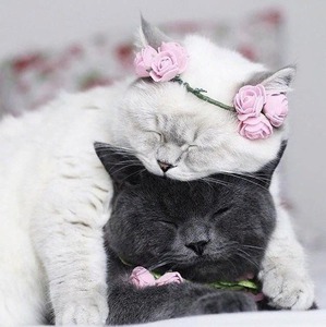 ����: �������� ����������