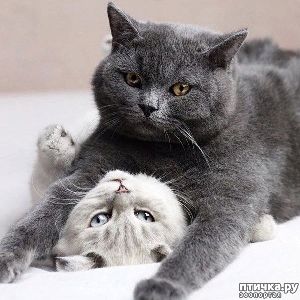 ���� 5: �������� ����������