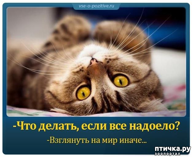 ���� 3: �����������: �������-��, ��������!!!