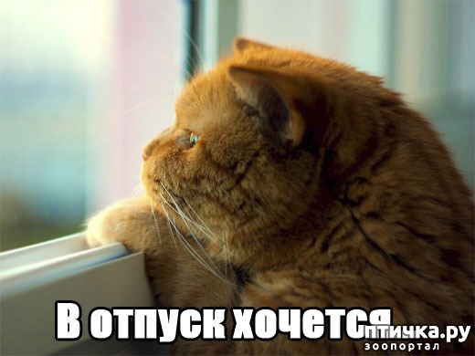 ���� 6: �����������: �������-��, ��������!!!