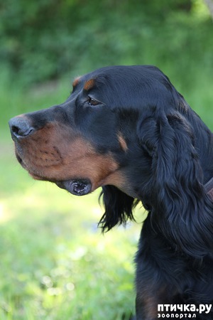 ����: �������� � ����������� ������������ ������� (������ � ����������)