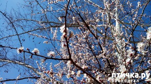 ����: ��� ������� �����