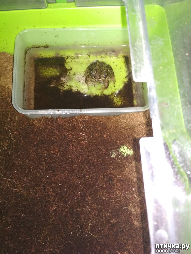 фото 3: Чернорубцовые жабы дома