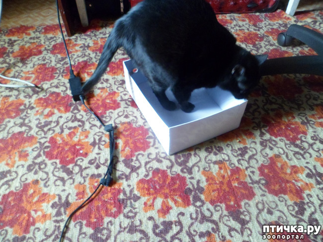 ���� 1: ����������� � ������)))