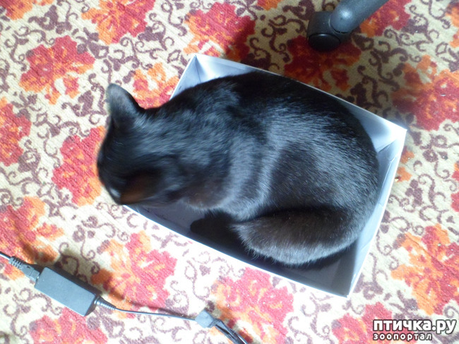 ���� 3: ����������� � ������)))