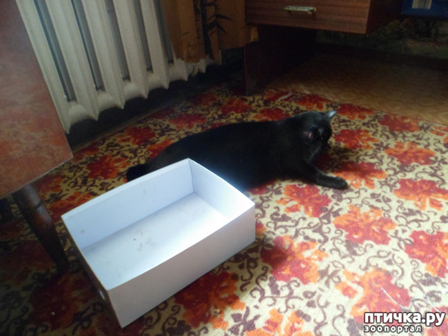 ���� 5: ����������� � ������)))