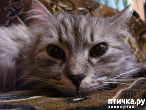 ����: ������������ � ��������� ���������. ������� �������