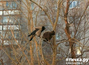 ����: ���� ���������