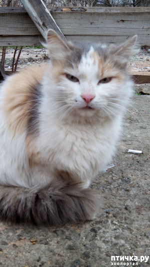 ����: ��� � ����� �������