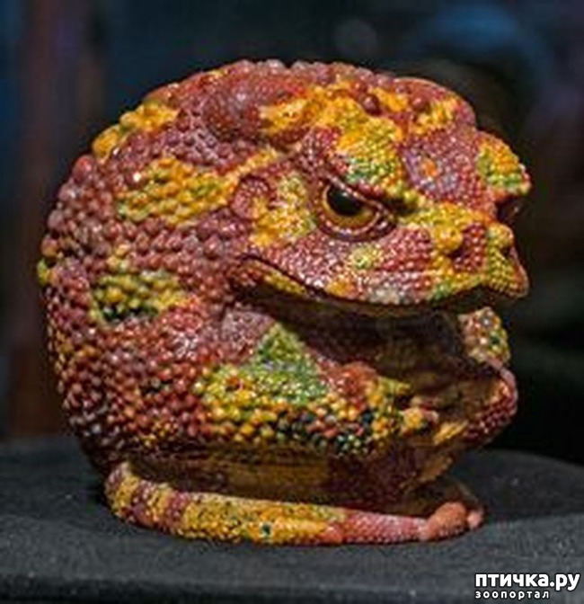 ���� 31: ������ �������� �������� �� Gerd Dreher