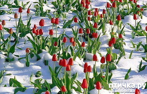 ����: ��������� ����