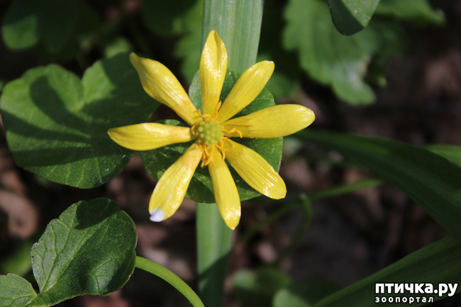 ���� 10: ��������