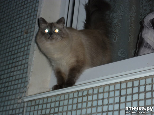 фото 6: А КОШКУ Я ВАМ НЕ ОТДАМ!!!