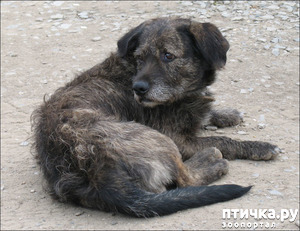 ����: ��������� ��