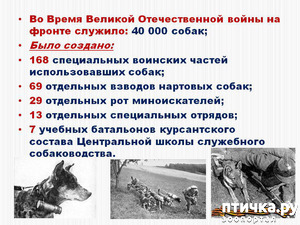 фотография: В память о собаках войны фото: В память о собаках войны