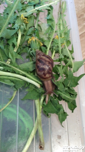 ����: ������ ������ ������