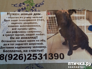 фотография: Потерялся пес фото: Потерялся пес