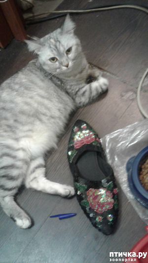 ����: "�������" ������.