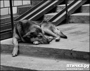 фотография: Не обижай меня, прошу... фото: Не обижай меня, прошу...