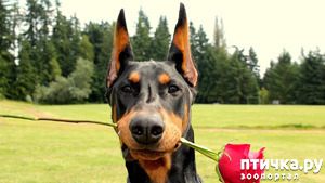 фотография: Ищу жену! фото: Ищу жену!