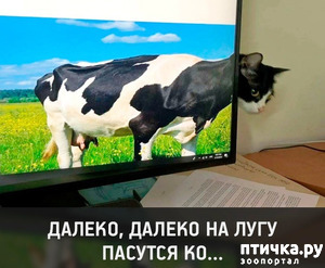 ����: �������