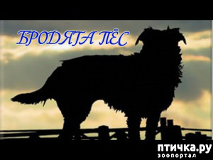 ����: �������-Ϩ� � �������