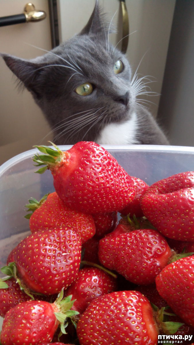 Кот ест клубнику картинки