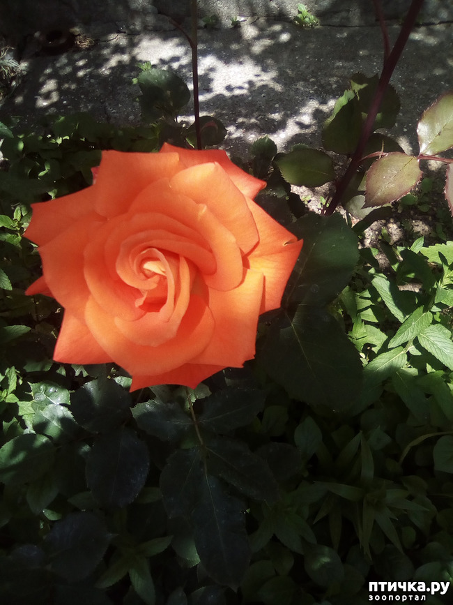 ���� 21: ��� ��� ���������