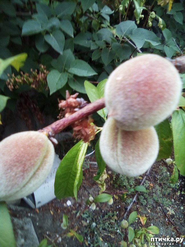 ���� 31: ��� ��� ���������