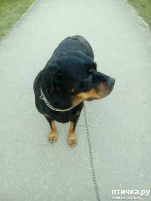 ����: ���������