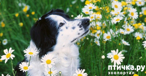 ����: ������� ����. �������� �������� (�������)