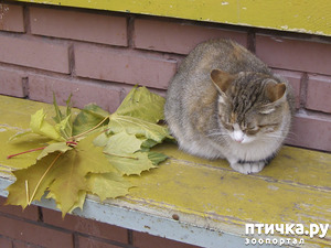 ����: �������