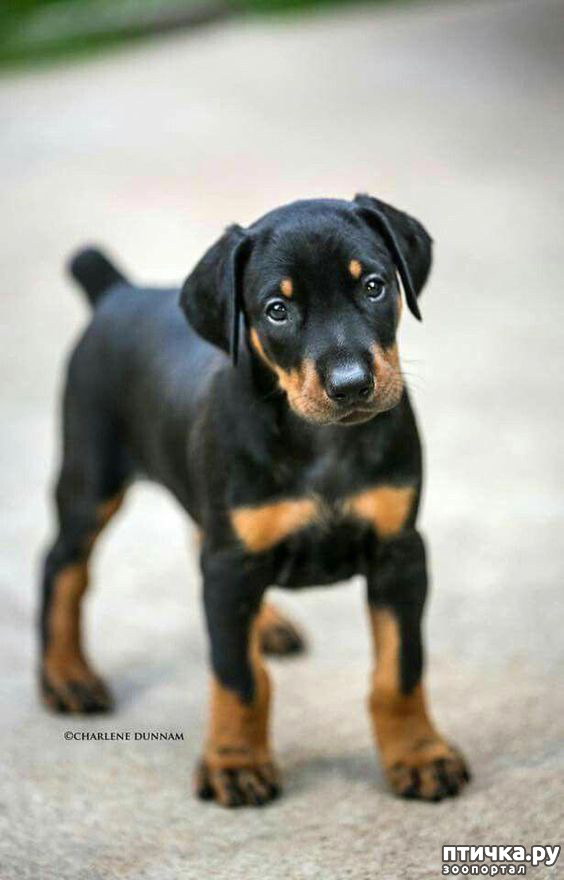 ���� 5: ������ ������