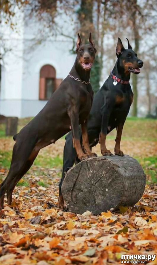 ���� 26: ������ ������