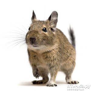 ����: ���������� �����.