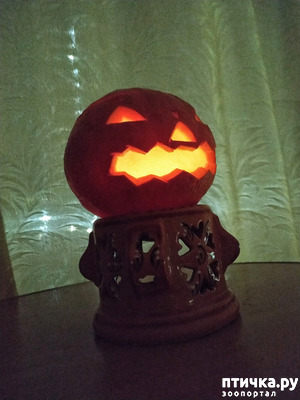 ����: ��������