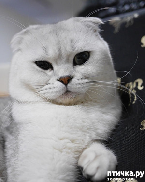 ����: ������