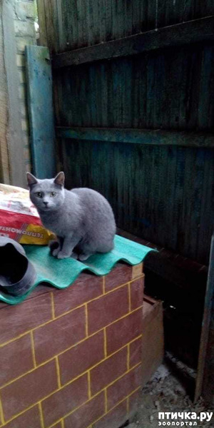 ����: ����� ����