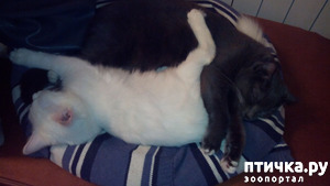 ����: ���� �����, ������ �����