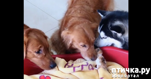 ����: ������� ��������