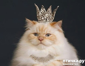 ����: ���� �������