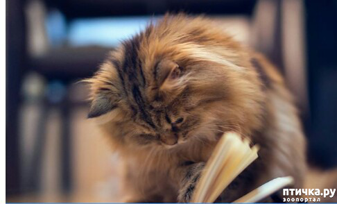 ���� 3: ���� �������