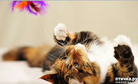 ���� 4: ���� �������