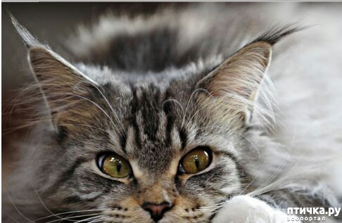 ���� 5: ���� �������