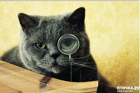 ���� 8: ���� �������