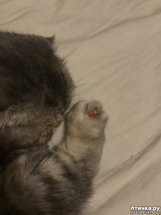 ���� 1: ����������� ���������, �����, �������� �������