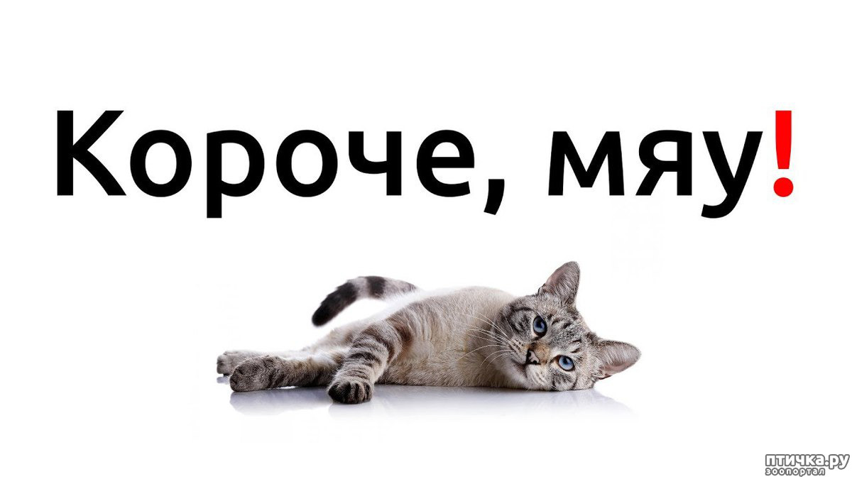 Короче, мяу... - обсуждение в группе quot;Кошкиquot; Птичка.ру