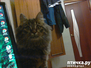 ����: ������