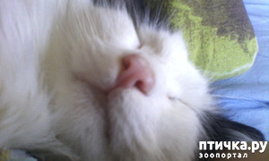 фотография: Кот по имени Сосисыч 3 фото: Кот по имени Сосисыч 3