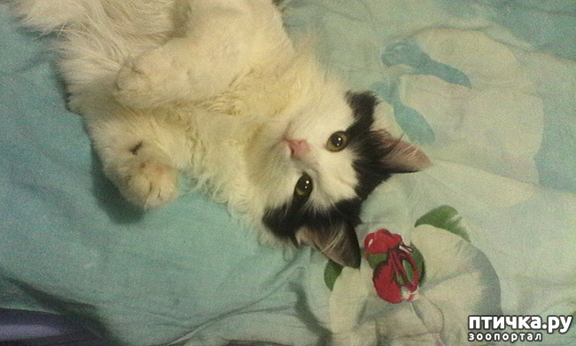 ���� 5: ��� �� ����� �������